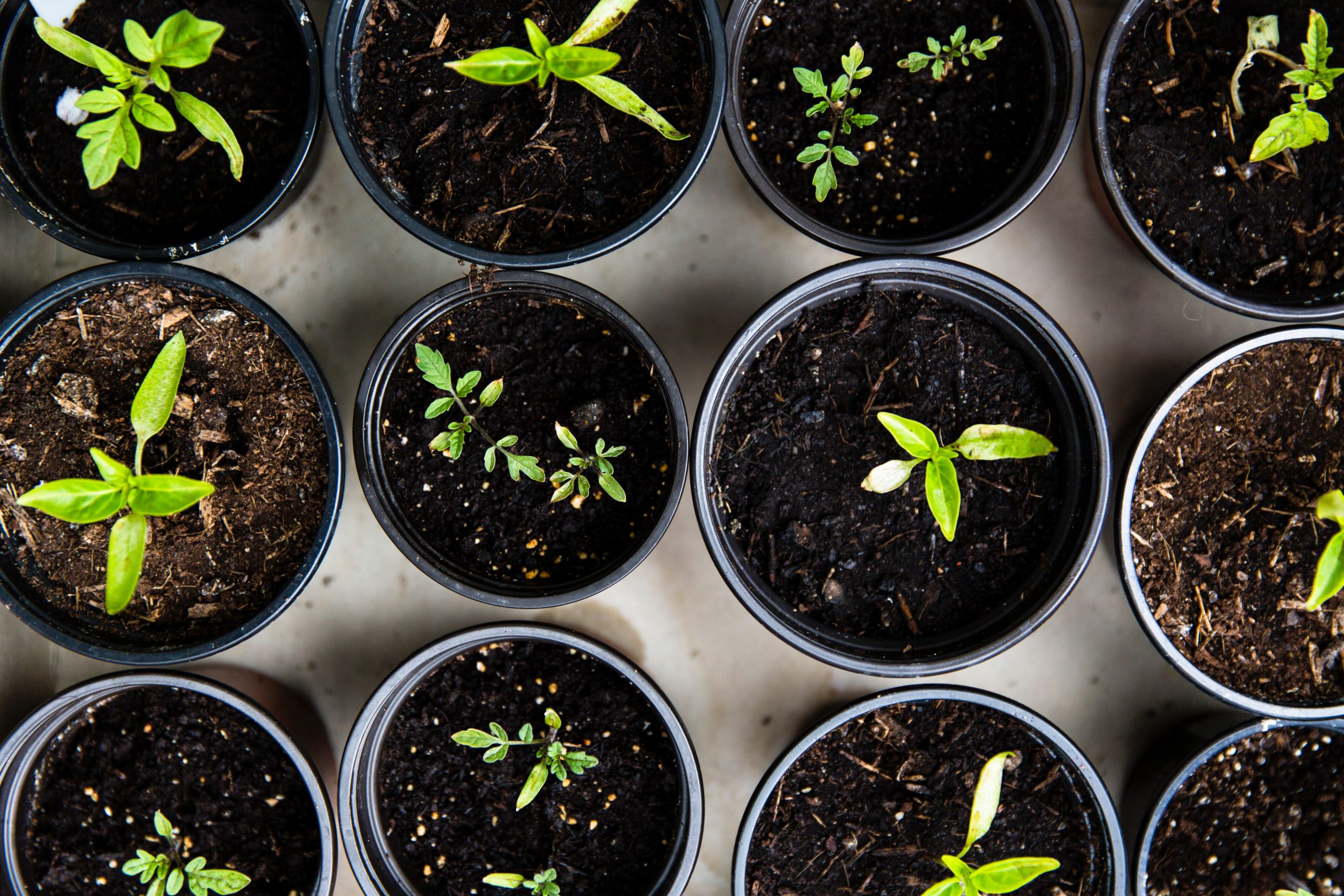 A bunch of young plants in small planters.